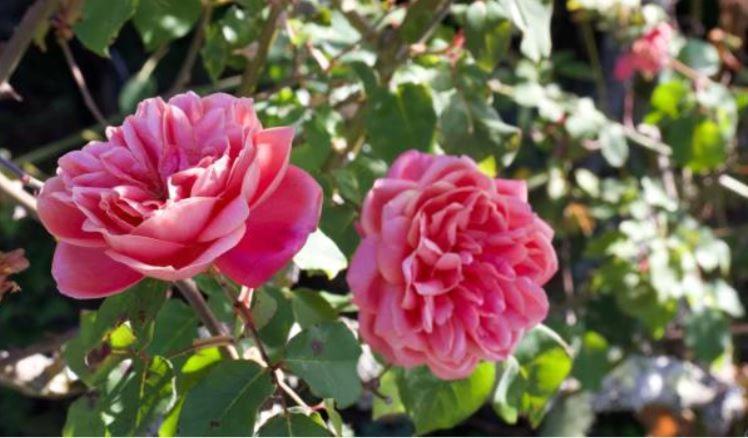Le Gite Entre Val Et Rose Provins Eksteriør bilde